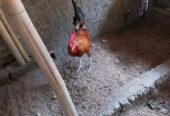 PEJANTAN AYAM ELBA 9 BULAN