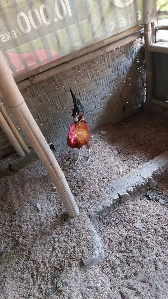 PEJANTAN AYAM ELBA 9 BULAN