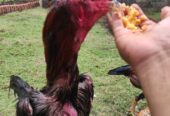 Ayam laga. BK mangon umur 9 bulan. win 2x Menang 2 air dan 3 air 8 men