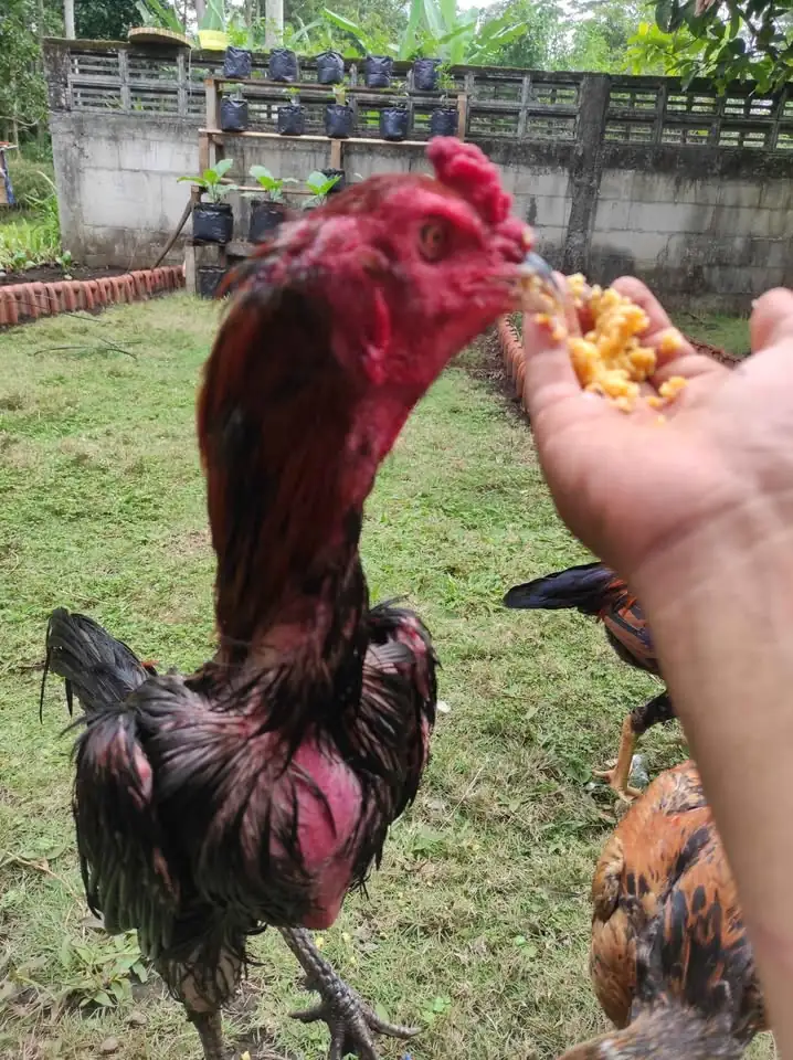 Ayam laga. BK mangon umur 9 bulan. win 2x Menang 2 air dan 3 air 8 men