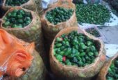 Cabe gendot dieng