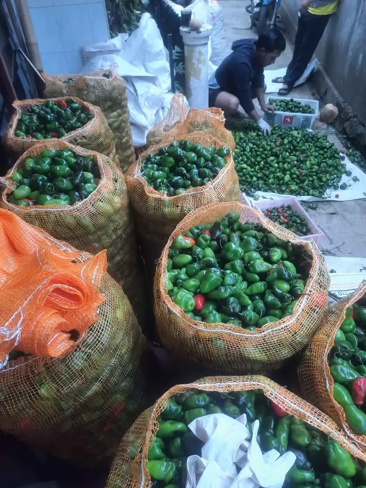 Cabe gendot dieng
