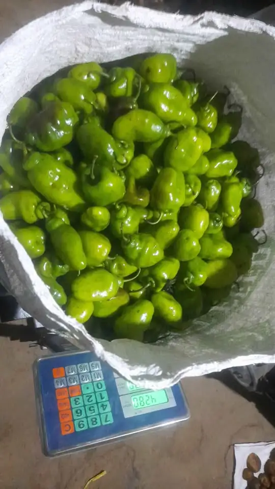 Cabe gendot dieng