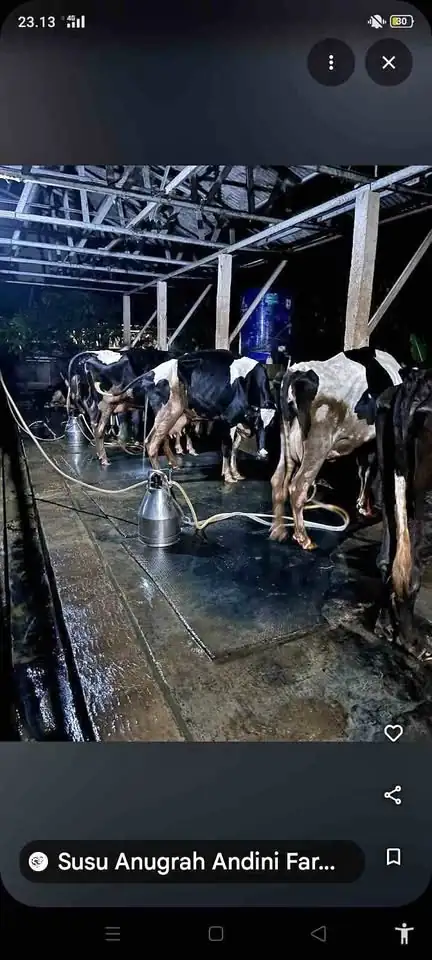 Susu sapi perah segar