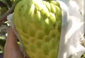 Bibit Srikaya Jumbo