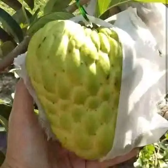Bibit Srikaya Jumbo
