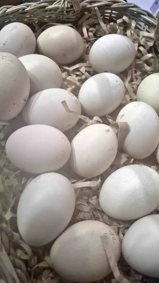 Telur elba fertil