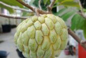Bibit Srikaya Jumbo