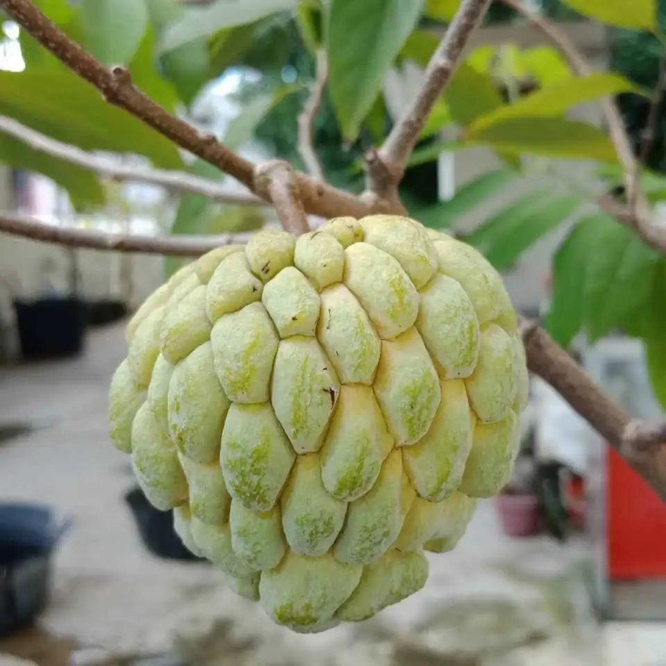 Bibit Srikaya Jumbo