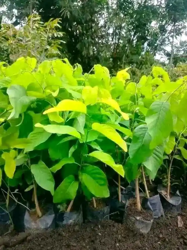 Bibit Srikaya Jumbo