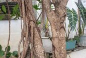bonsai beringin kimeng