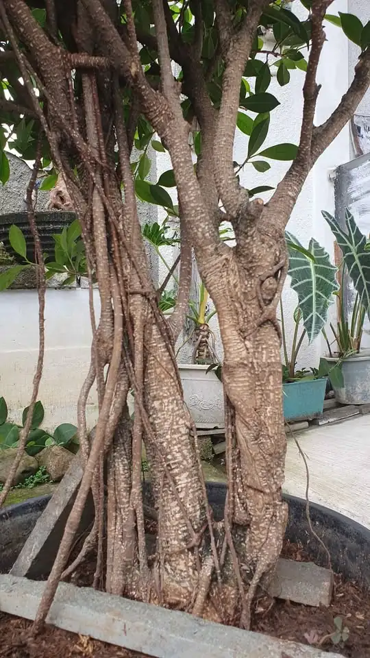 bonsai beringin kimeng