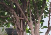 bonsai beringin kimeng