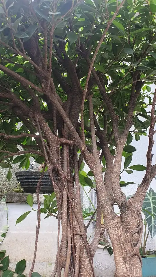 bonsai beringin kimeng