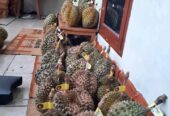 DURIAN BAWOR