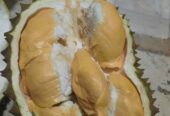 DURIAN BAWOR