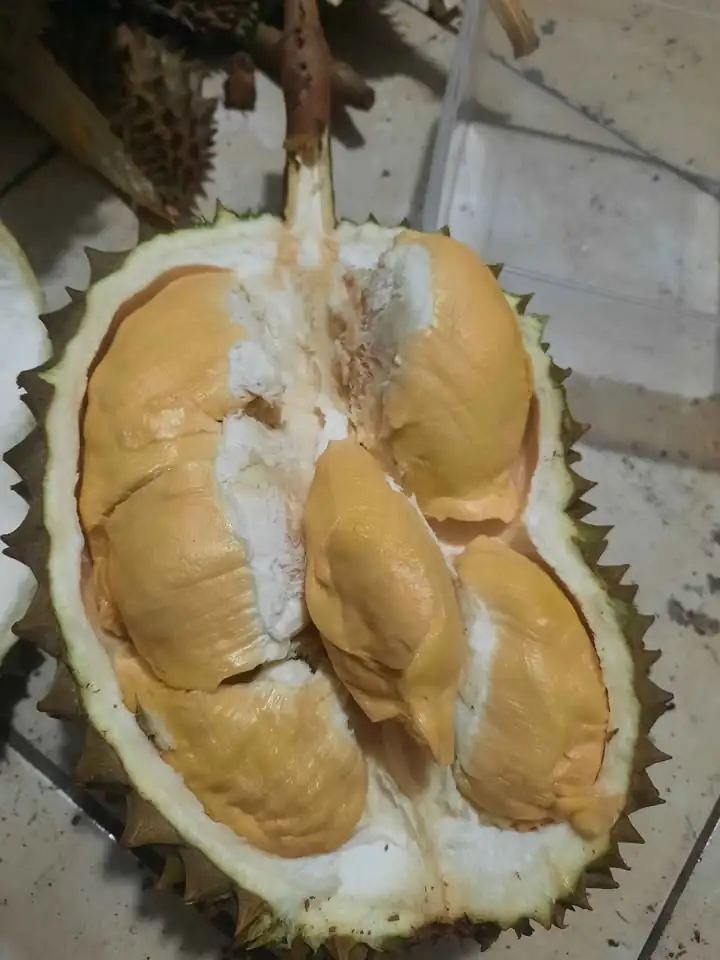 DURIAN BAWOR
