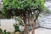 bonsai beringin kimeng