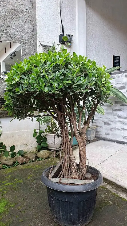 bonsai beringin kimeng