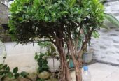 bonsai beringin kimeng