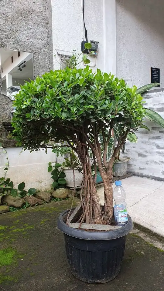 bonsai beringin kimeng