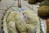 Durian lokal banyumas