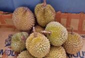 Durian lokal banyumas