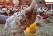 Ayam Petelur umur 9 Minggu