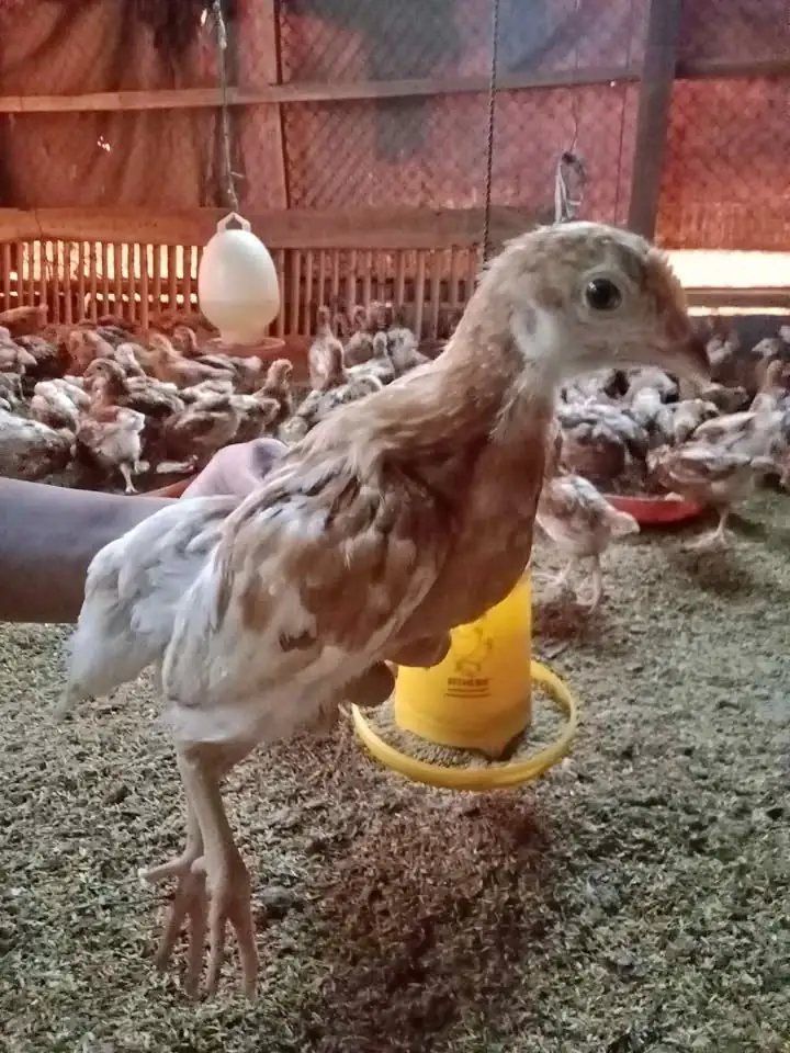 Ayam Petelur umur 9 Minggu