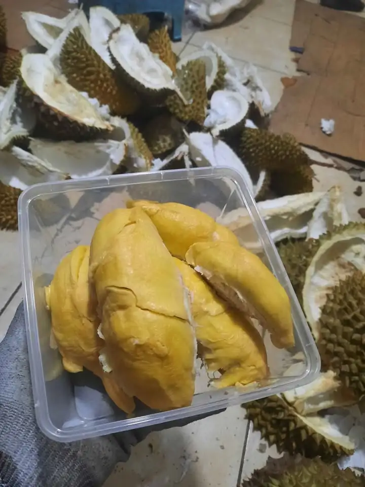 DURIAN BAWOR