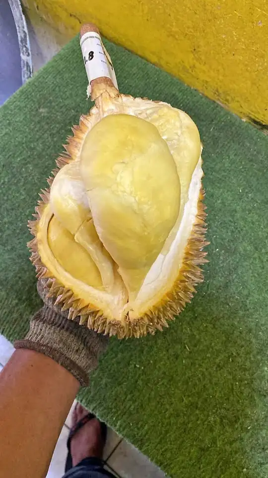 Montong premium 90/kg