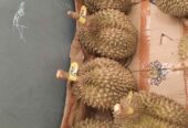 DURIAN BAWOR