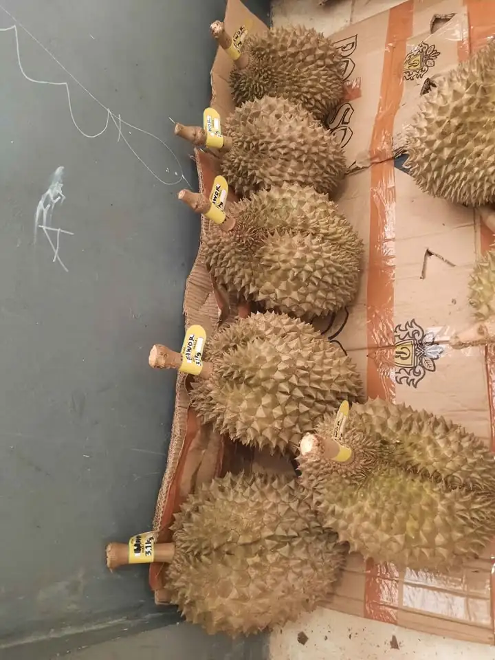 DURIAN BAWOR