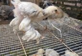 Anakan Ayam Brahma sekitar 2 Bulan
