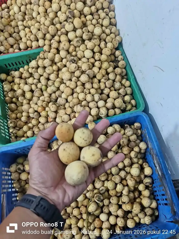 Buah Duku manis