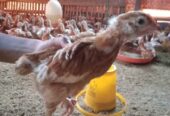 Ayam Petelur umur 9 Minggu