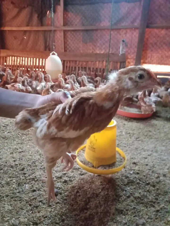 Ayam Petelur umur 9 Minggu