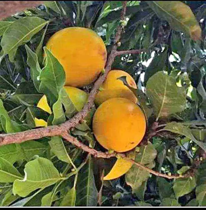 Cod bibit sawo Abiu jumbo