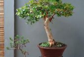 Borong murah bonsai hias 7 pohon