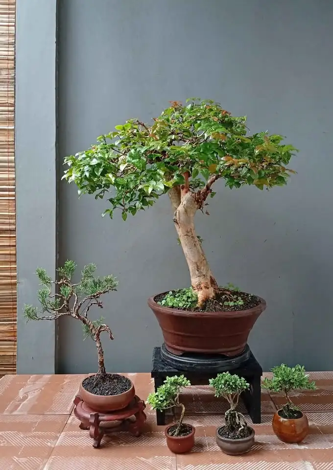 Borong murah bonsai hias 7 pohon