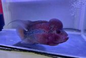 Ikan Louhan