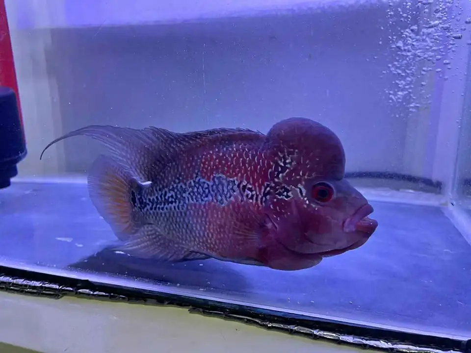 Ikan Louhan