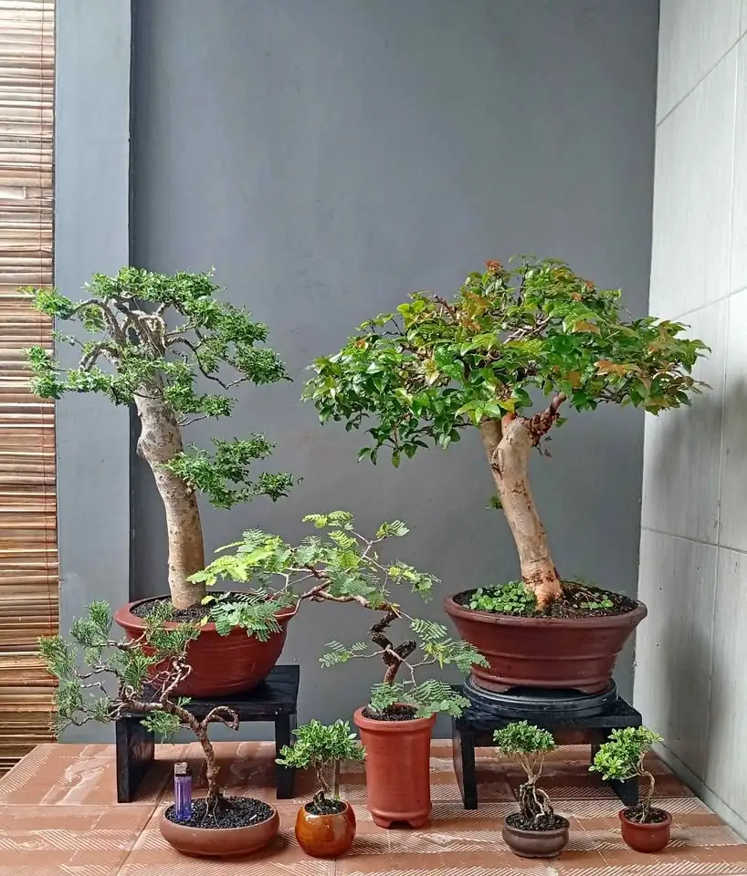 Borong murah bonsai hias 7 pohon