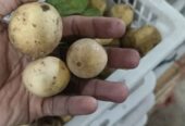 Buah Duku manis