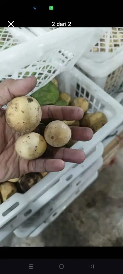 Buah Duku manis