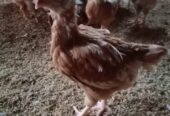 Ayam Petelur umur 9 Minggu