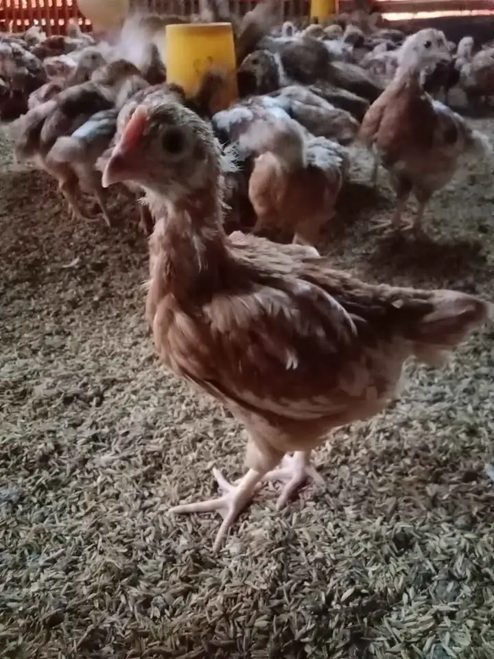 Ayam Petelur umur 9 Minggu