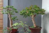 Borong murah bonsai hias 7 pohon
