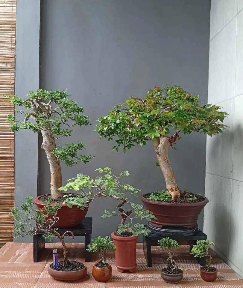 Borong murah bonsai hias 7 pohon