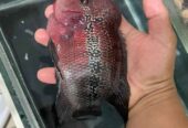Ikan Louhan